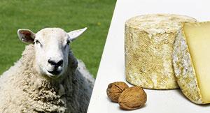 Fromage de Brebis