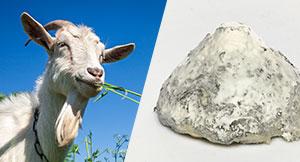 Fromage de Chèvre