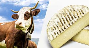 Fromage de Vache